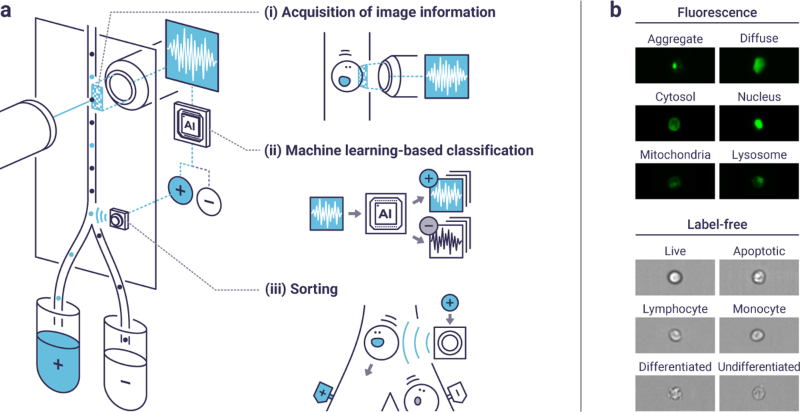 鬼cytometry.png